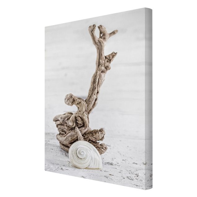 Canvas schilderijen White Snail Shell And Root Wood