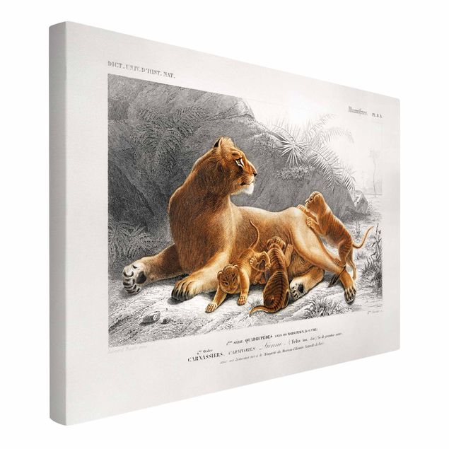 Canvas schilderijen Vintage Board Lioness And Lion Cubs