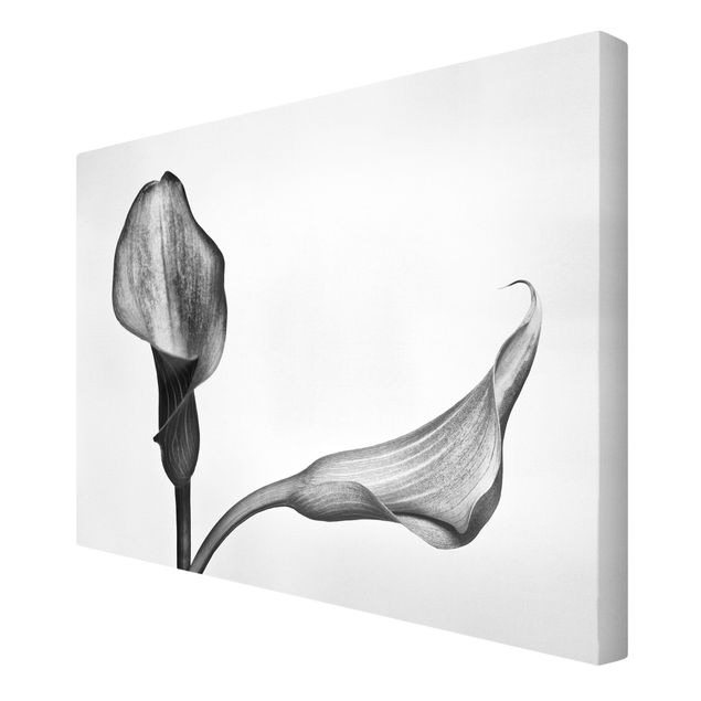 Canvas schilderijen Calla Close-Up Black And White