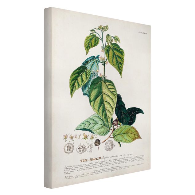 Canvas schilderijen Vintage Botanical Illustration Cocoa