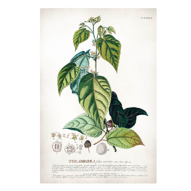 Canvas schilderijen Vintage Botanical Illustration Cocoa