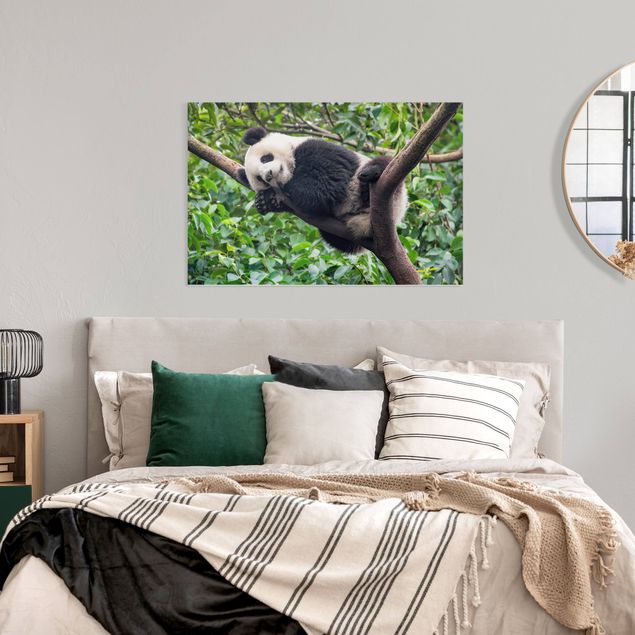 Canvas schilderijen Sleeping Panda On Tree Branch