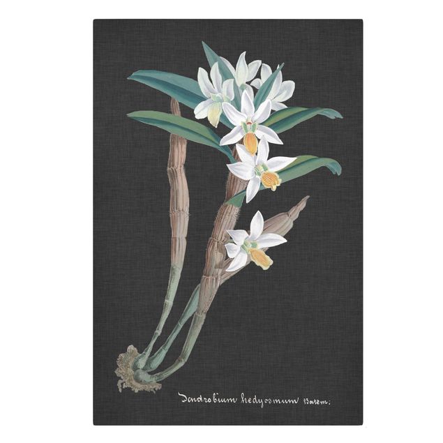 Canvas schilderijen White Orchid On Linen I