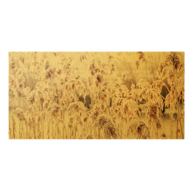 Canvas schilderijen - Goud An Ocean Of Sunlit Reed