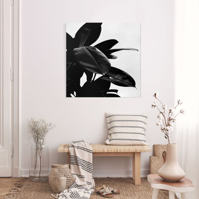 Canvas schilderijen Rubber Tree Black And White