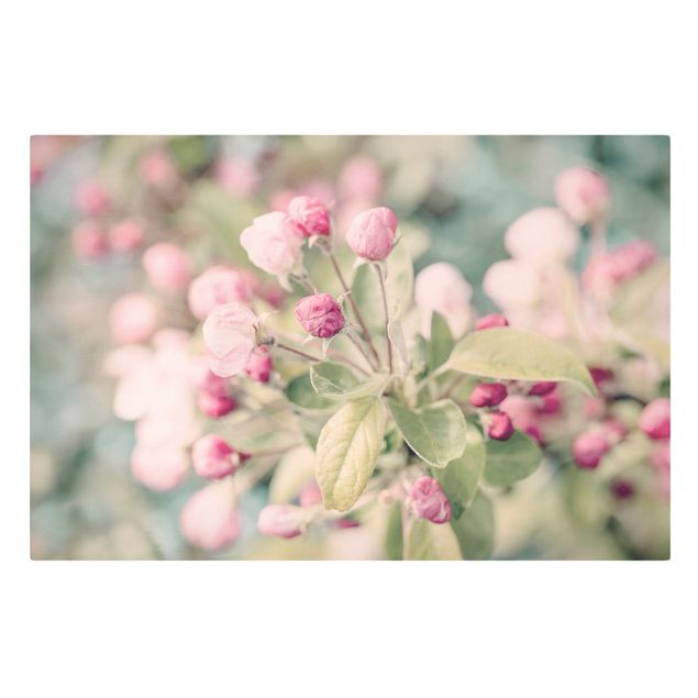 Canvas schilderijen Apple Blossom Bokeh Light Pink