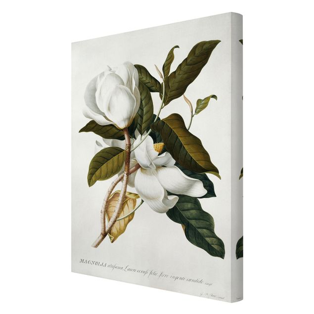 Canvas schilderijen Georg Dionysius Ehret - Magnolia