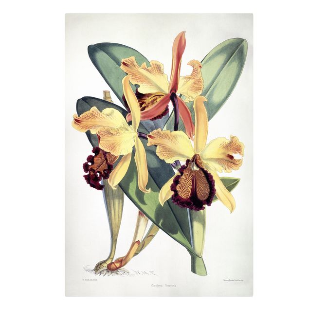 Canvas schilderijen Walter Hood Fitch - Orchid