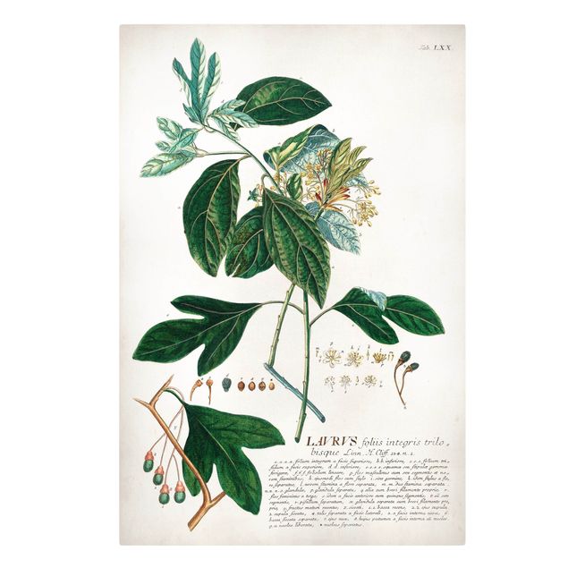 Canvas schilderijen Vintage Botanical Illustration Laurel