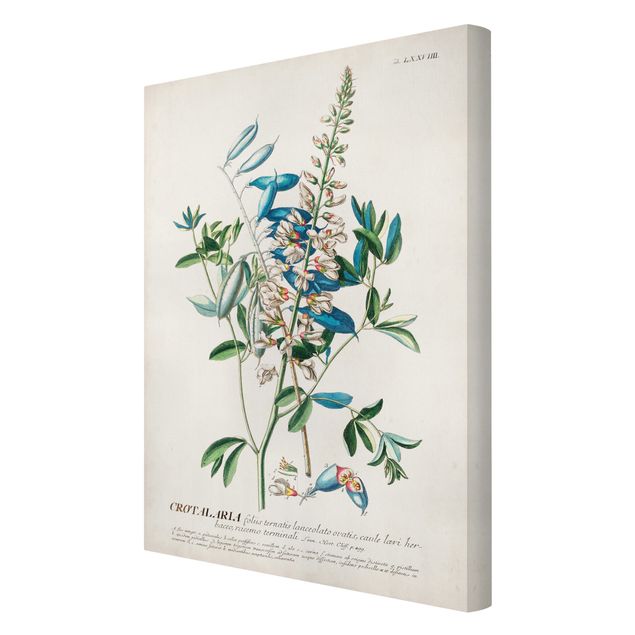 Canvas schilderijen Vintage Botanical Illustration Legumes