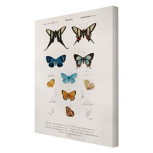 Canvas schilderijen Vintage Board Butterflies I