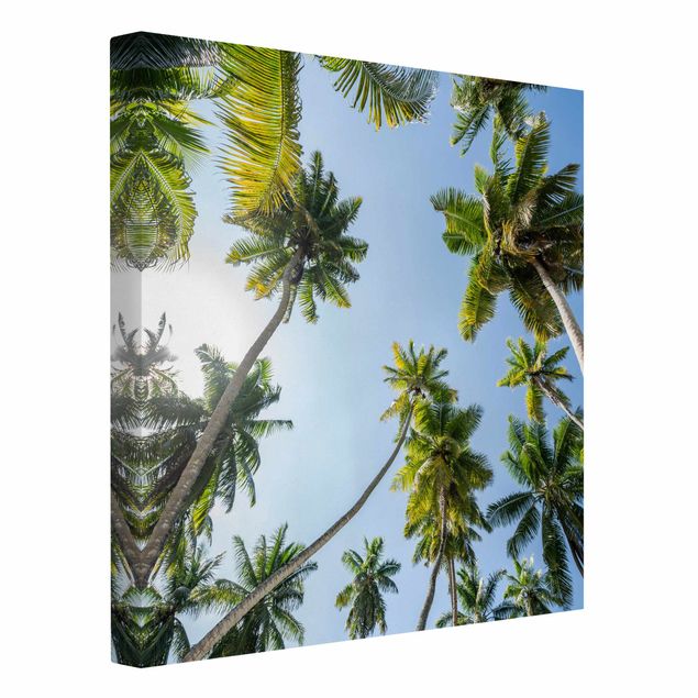 Canvas schilderijen Palm Tree Canopy