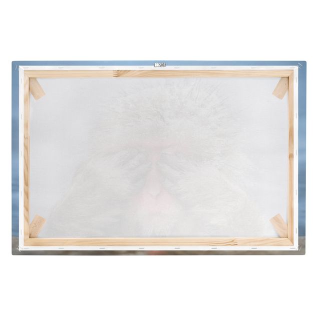 Canvas schilderijen Japanese Macaque
