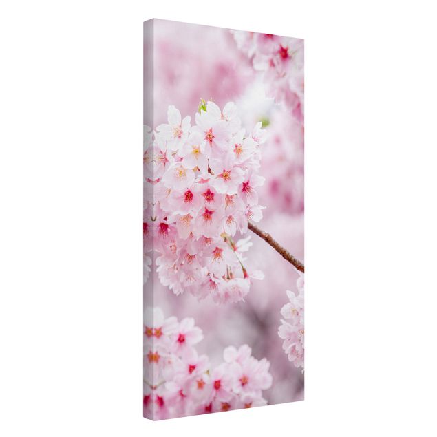Canvas schilderijen Japanese Cherry Blossoms