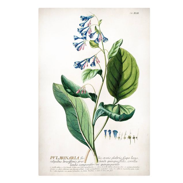 Canvas schilderijen Vintage Botanical Illustration Lungwort
