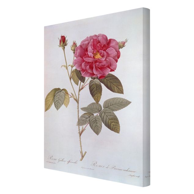 Canvas schilderijen Pierre Joseph Redoute - Apothecary's Rose