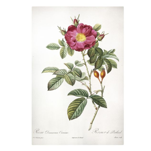 Canvas schilderijen Pierre Joseph Redoute - Portland Rose