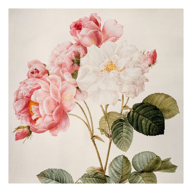 Canvas schilderijen Pierre Joseph Redoute - Pink Damascena