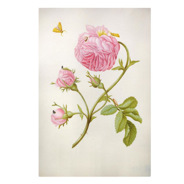 Canvas schilderijen Anna Maria Sibylla Merian - Wild Rose With Gracillariidae