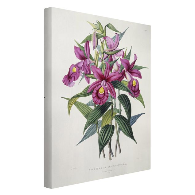 Canvas schilderijen Maxim Gauci - Orchid I