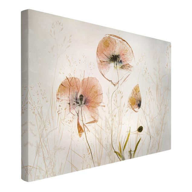 Canvas schilderijen Dried Poppy Flowers With Delicate Grasses