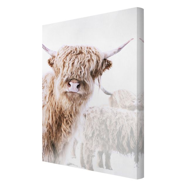 Canvas schilderijen Highland Cattle Karlo