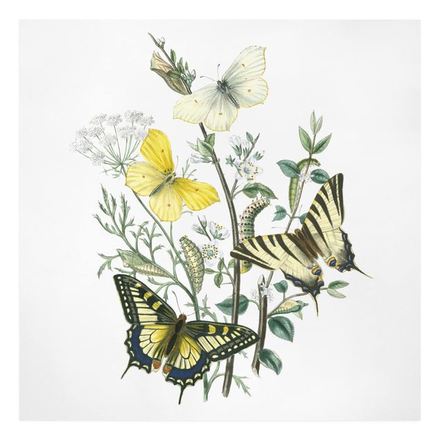 Canvas schilderijen British Butterflies III