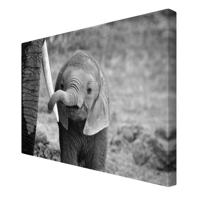 Canvas schilderijen Baby Elephant