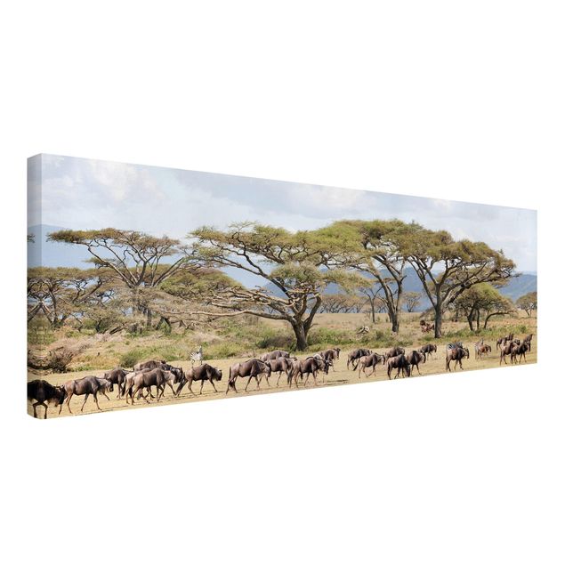 Canvas schilderijen Herd Of Wildebeest In The Savannah