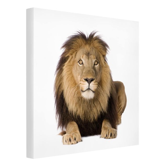 Canvas schilderijen King Lion ll