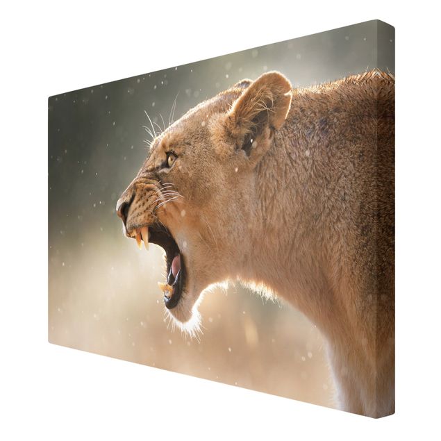 Canvas schilderijen Lioness on the hunt