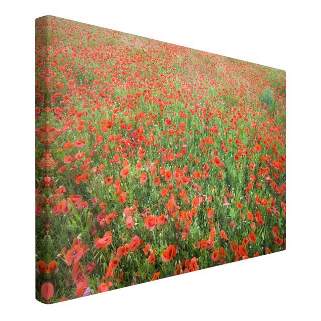 Canvas schilderijen Poppy Field
