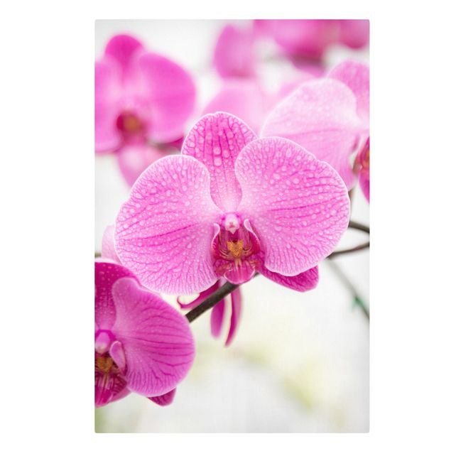 Canvas schilderijen Close-Up Orchid