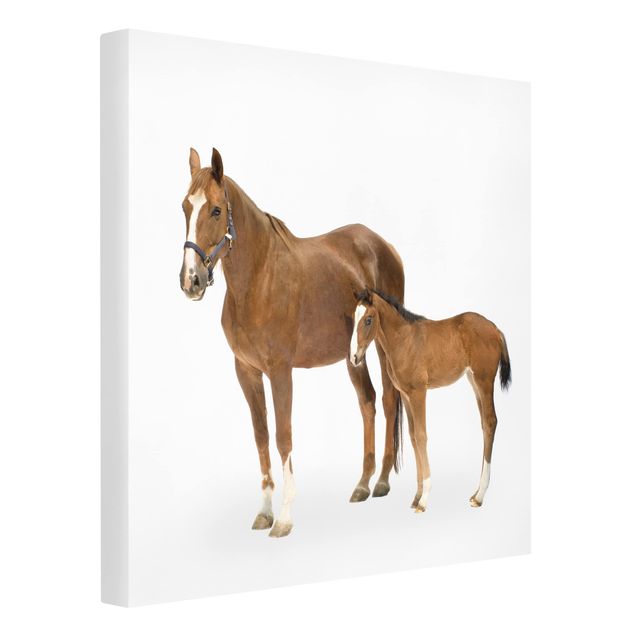 Canvas schilderijen Mare & Foal