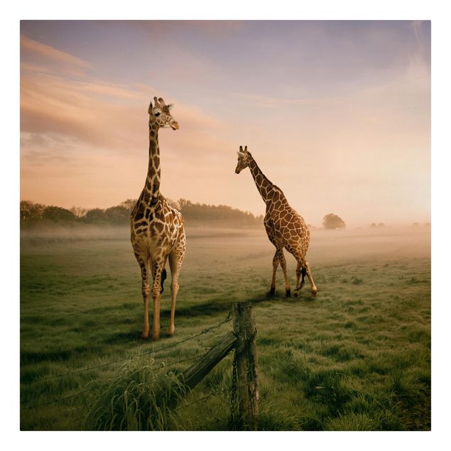 Canvas schilderijen Surreal Giraffes
