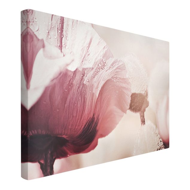 Canvas schilderijen Pale Pink Poppy Flower With Water Drops