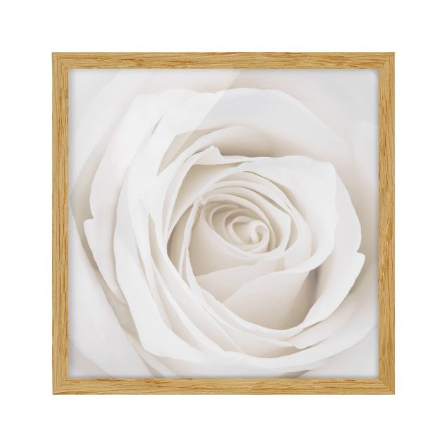 Ingelijste posters Pretty White Rose