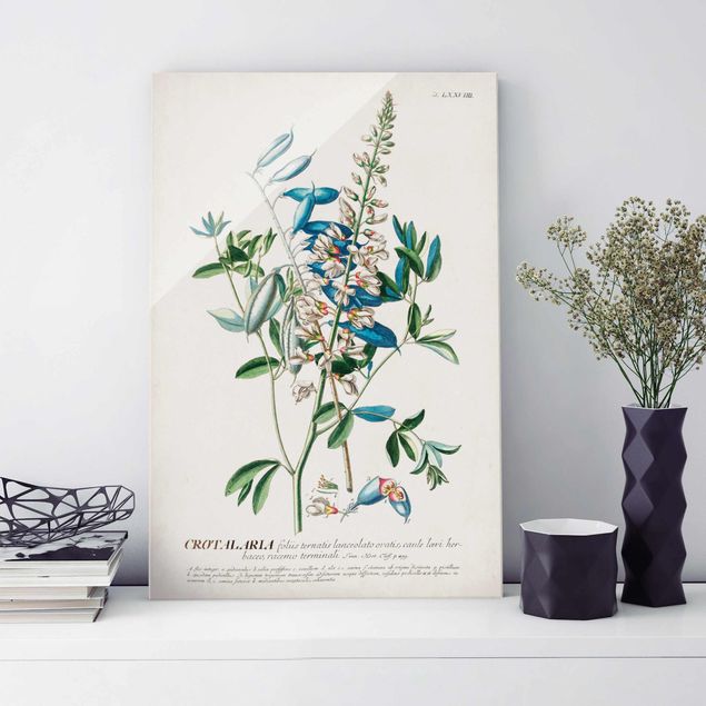 Glas Magnetboard Vintage Botanical Illustration Legumes