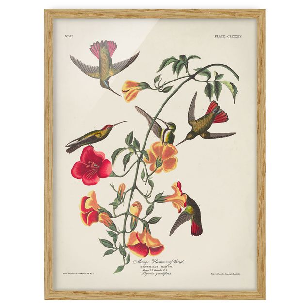 Ingelijste posters Vintage Board Mango Hummingbirds