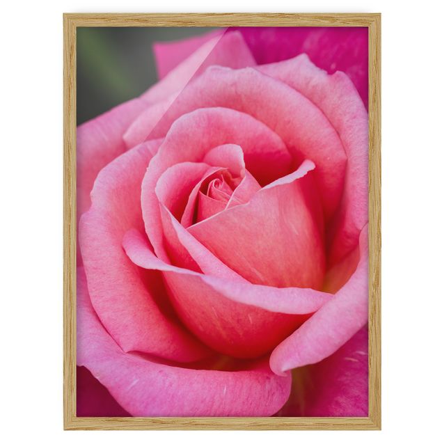 Ingelijste posters Pink Rose Flowers Green Backdrop