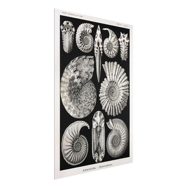 Glasschilderijen Vintage Board Fossils Black And White