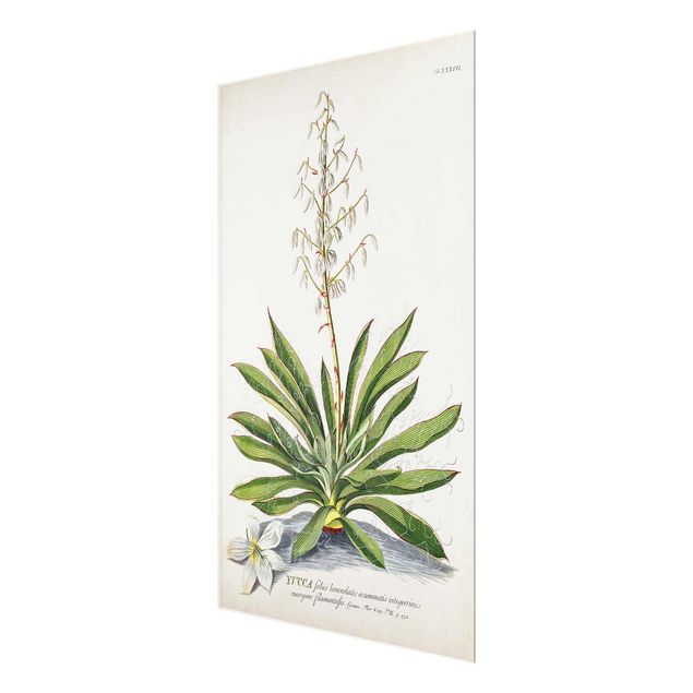 Glasschilderijen Vintage Botanical Illustration Yucca