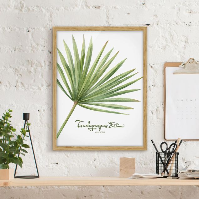 Ingelijste posters Watercolour Botany Trachycarpus Fortunei