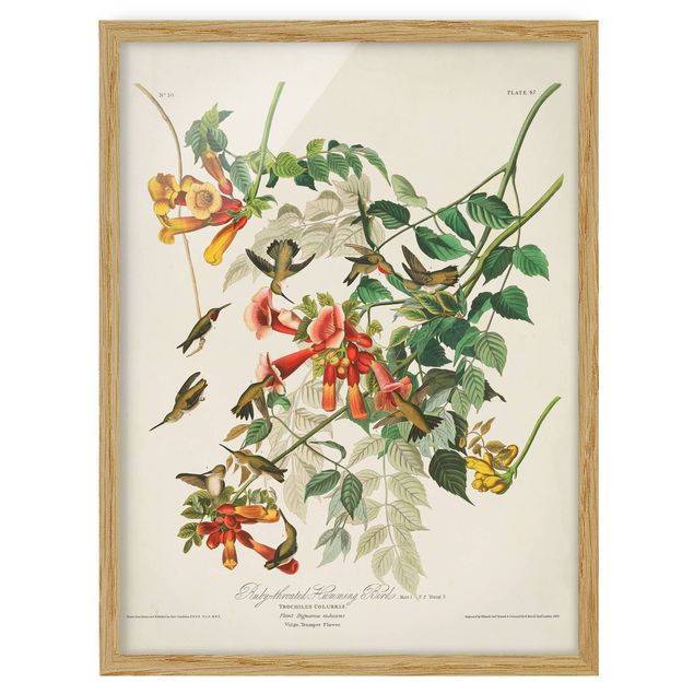 Ingelijste posters Vintage Board Hummingbirds