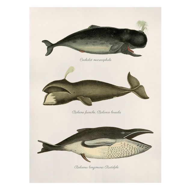 Canvas schilderijen Three Vintage Whales
