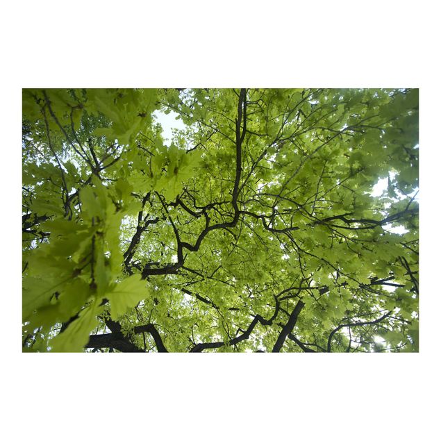 Fotobehang Treetop