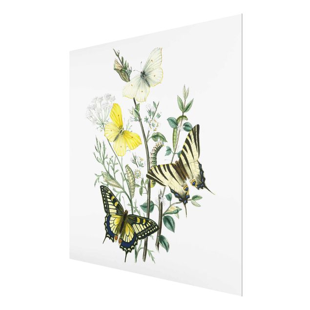 Glasschilderijen British Butterflies III