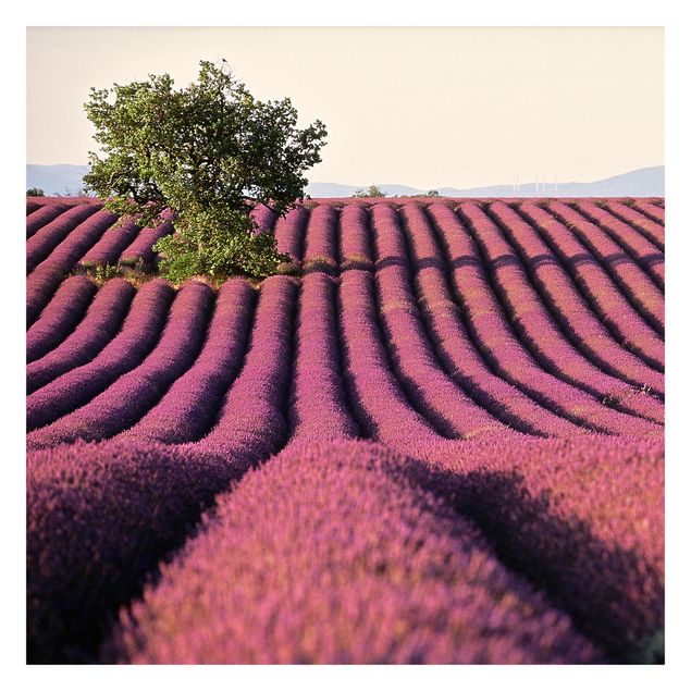 Fotobehang Lavender