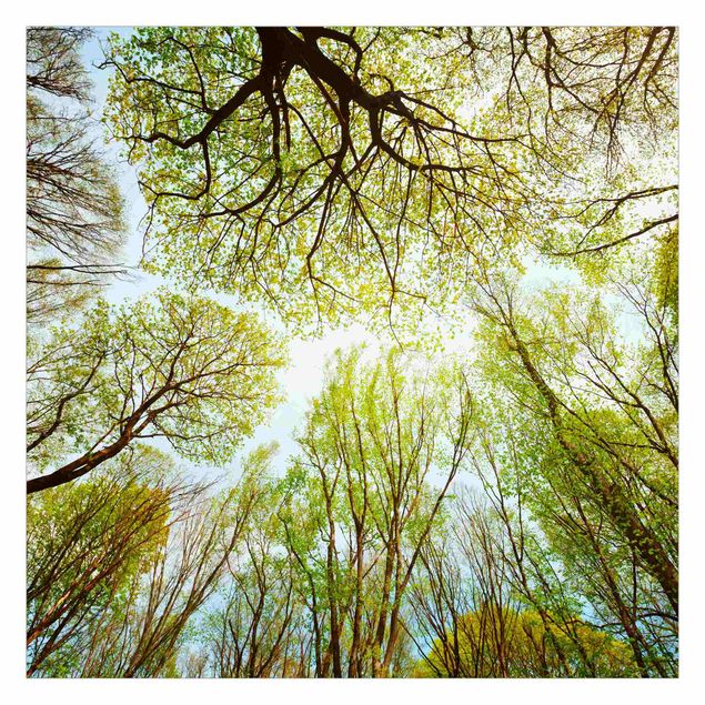 Fotobehang View into treetops