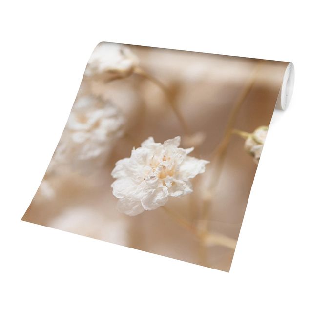 Fotobehang Beautiful Flowers In Cream Colour